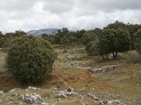E, Malaga, El Burgo, Sierra de las Nieves 13, Saxifraga-Jan van der Straaten